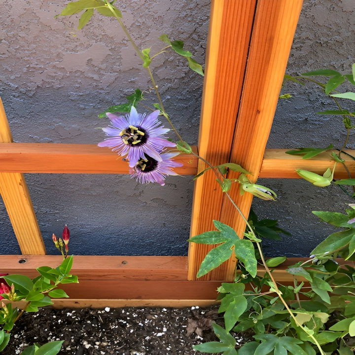 San Laura's Redwood Planter Box with Trellis